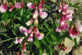 Lathyrus vernus